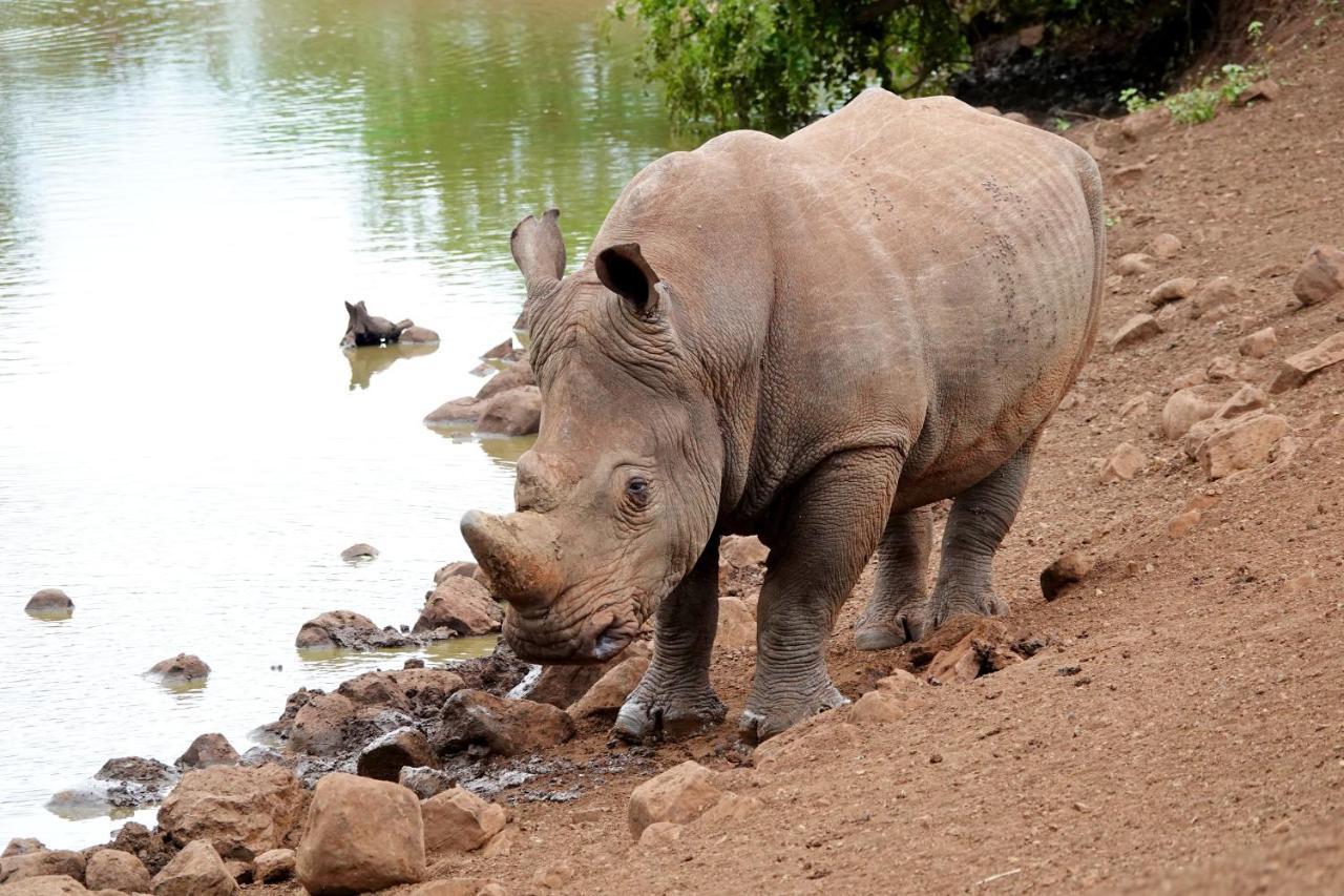 Tau @ Kruger Villa Marloth Park Eksteriør billede