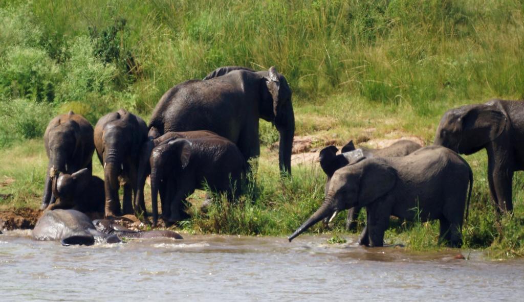 Tau @ Kruger Villa Marloth Park Værelse billede