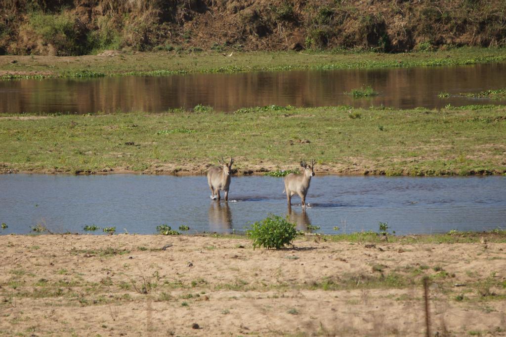 Tau @ Kruger Villa Marloth Park Eksteriør billede