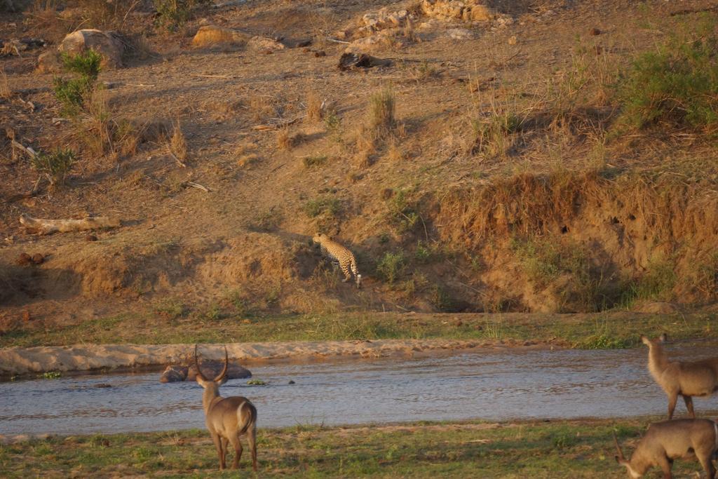 Tau @ Kruger Villa Marloth Park Eksteriør billede